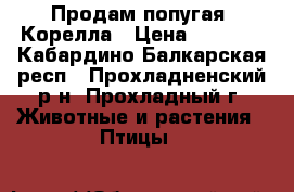 Продам попугая (Корелла › Цена ­ 2 000 - Кабардино-Балкарская респ., Прохладненский р-н, Прохладный г. Животные и растения » Птицы   